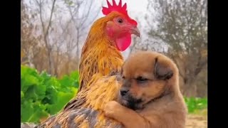 Funniest Animals Videos of the Week - Try Not To Laugh