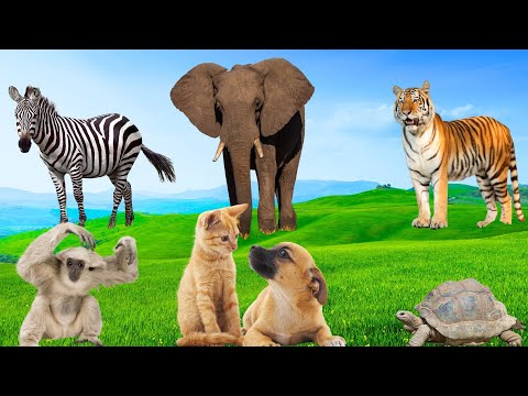 Natural Animal Moments - Elephant, Zebra, Tiger, Squirrel, Cat, Hippo, Turtle