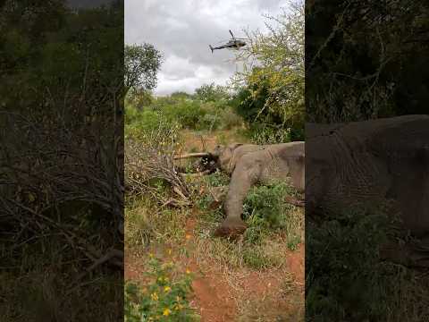 Treating an Arrowed Bull in Northern Tsavo | Sheldrick Wildlife Trust
