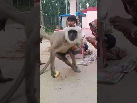 👑🐒जय हो महावीर बजरंगबली के🐒👑#viral #trending #short
