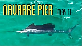 SAILFISH May 11