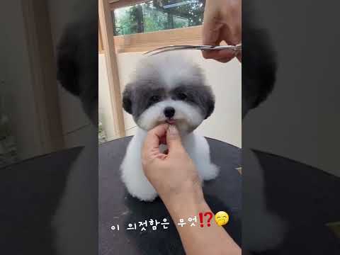 미용실에와서 칭얼대는 푸들의 역변🤭💓