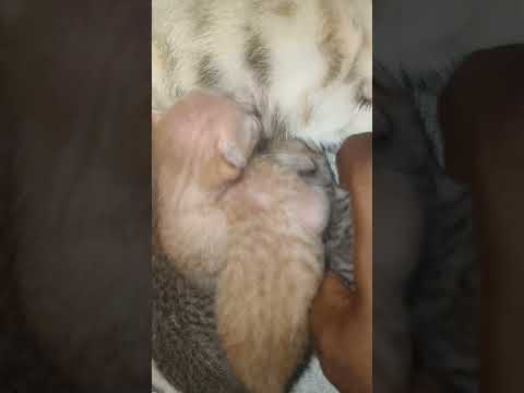 cat video 😻 #catfun #cat #smallcat #kitten #animals #catshorts #cute #cutecat #catvideos