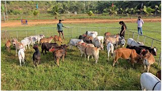 Nadipathy Goshala Yeleswaram | Dr. P. Krishnam Raju | #youtube #animals #cow #yt #cow #punganur