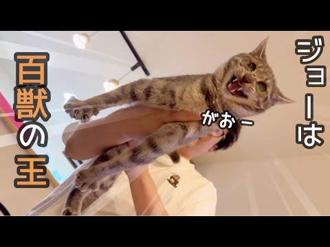 本日の動画は『さっちゃん左手動くじゃん』『ジョーはティッシュが好き』『ズー社長は恐くて可愛い』の3本でお送りします。