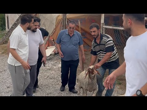 Taksitle Kurbanlık