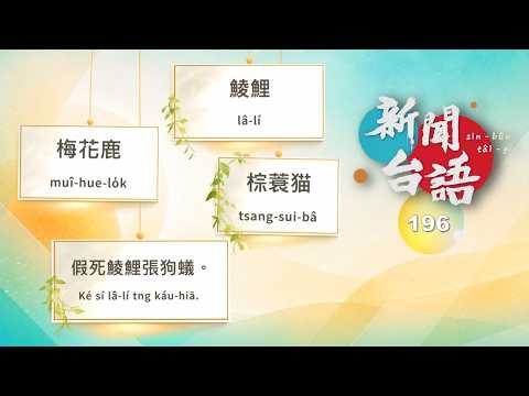 《新聞台語》EP196 主題：流浪狗與生態