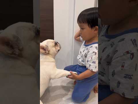 子供嫌いの元保護犬に突き飛ばされても冷静にオヤツをあげる3歳児 #shorts #フレンチブルドッグ