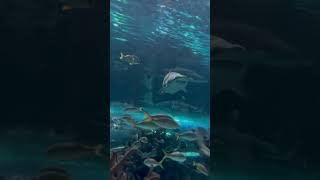 Shark Tale