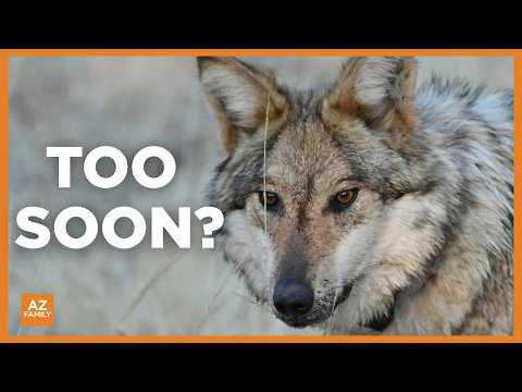 Trump order could strip endangered <strong>status</strong> from Mexican gray wolf