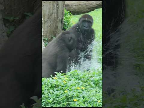 gorilla guard the water hole 💦🤣 #gorillatag #taipeizoo #金剛猩猩 #台北市立動物園 #zoo サムネイル