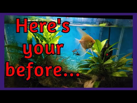 20 Gallon Before & After A Water Change Join this channel to get access to perks_
https_//www.youtube.com/channel/UCBdxLXjOdp26Ke8NQRt7eBg/j