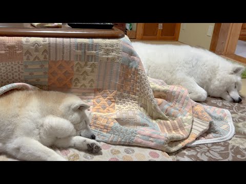 犬の動画サムネイル - コタツが好きすぎる愛犬たち THE ファイナル