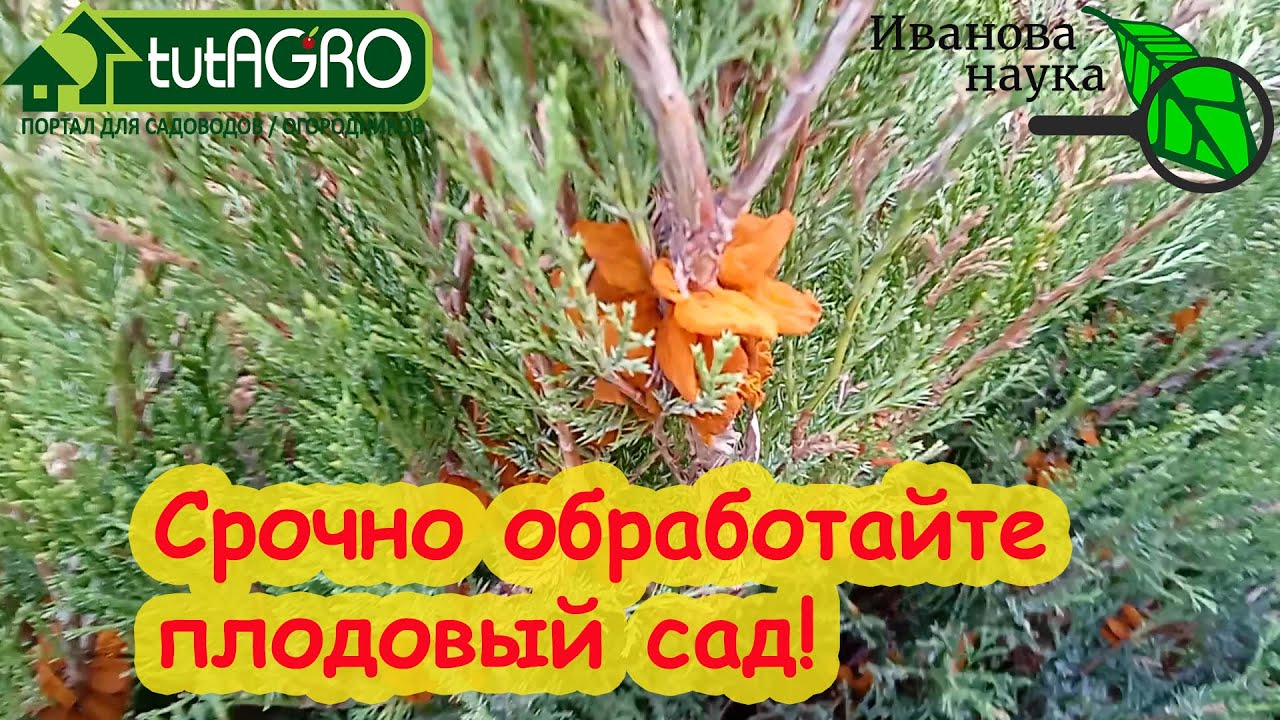Срочно обработайте сад! Груше грозит опасность. Ржавчина! Видео с браком.