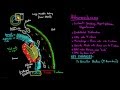 Understanding Atherosclerosis