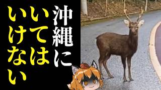 【緊急】今、沖縄の「やんばる」で恐ろしい"異変"が起きてます…