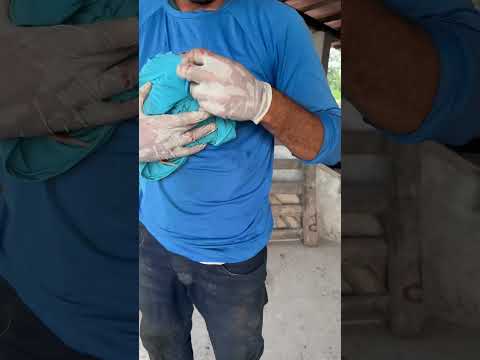 Primeiros resultados do Vai dar Namoro suíno. #vidaroça #leitão #porco #suinos #filhotes