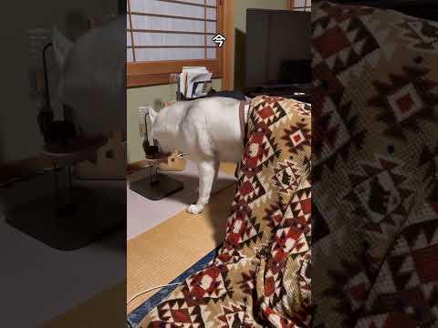 中身おっさんだろ #shorts