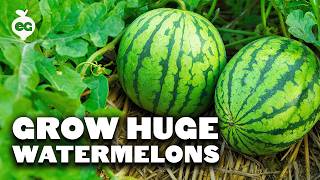 How to Grow Perfect Watermelons
