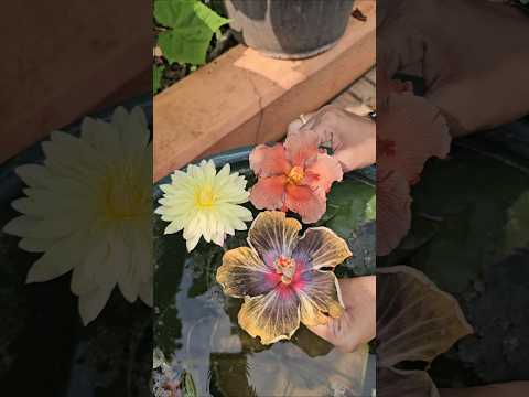 Beautiful hibiscuses <strong>in</strong> <strong>my</strong> garden #Hibiscus #flowers #mygarden #gardening #shorts