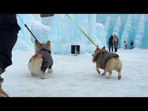 愛犬を連れて『氷の祭典』にお出かけしてみた結果…【支笏湖 氷濤まつり 2025】