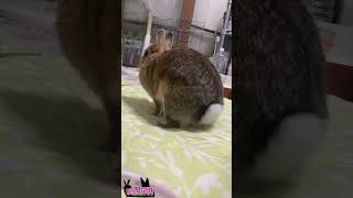 また撮ってる🐇📽️