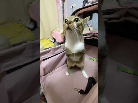 猫の動画サムネイル - A meowing kitten#cat #cutecats #pet