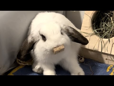 Bunny melts into guy's arms, gets adopted