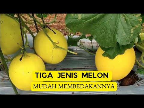 TIGA JENIS MELON UNTUK PEMULA