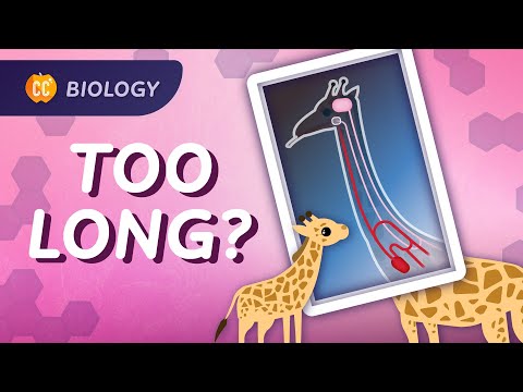 What a weirdly long giraffe nerve can teach us about evolution: Crash Course Biology #11