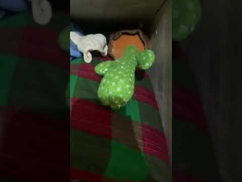 Roxy waiting for toy | roxy cheeni | roxy the Rottweiler | review reloaded | #shorts