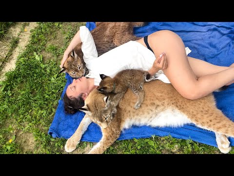 КОТЕНОК РЫСИ укусил Артека перед отъездом в Москву / Загораю с рысями и котятами под дождем