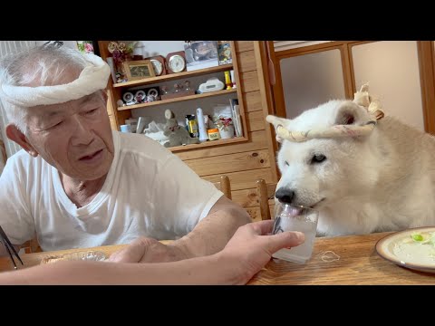 夢のような居酒屋飯を酒豪顔で堪能する可愛すぎる柴犬とサモエド サムネイル