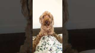 Sacha alarm clock!!! ⏰ #alarmclock #cute #shorts