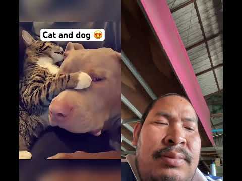 #love #goldenretriever #puppy #cute #music #songlyrics #song #duet #cat #nizamkucinglucu