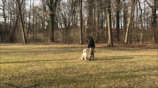 Martin Rütter DOGS Hanau - Pfeifentraining mit Apportieren