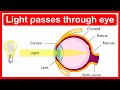 Functions of the Human Eye