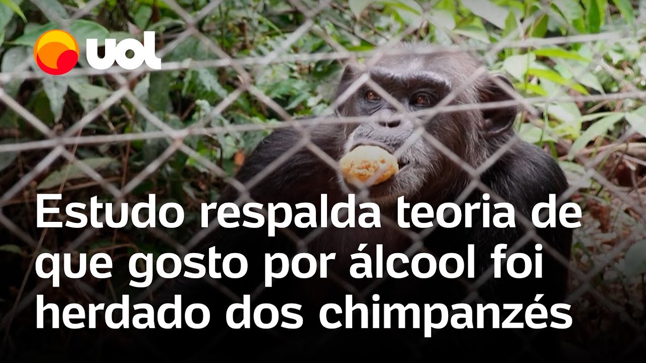 Chimpanzés bebem álcool de frutas, e estudo sugere que atração por bebida vem dos primatas; vídeo
