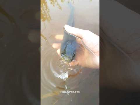 mancing disawah nemu ikan chana jinak banget #mancingchannalimbatajumbo