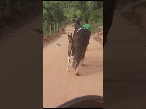 Olha que par de orelhas desse burrinho,! Perfeição de Deus!🐴🤠