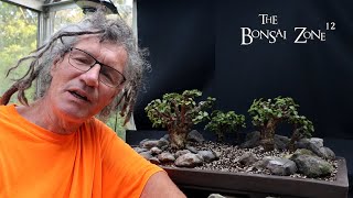 Big Changes for My Portulacaria afra Forest, Part 3/3, The Bonsai Zone, Aug 2025
