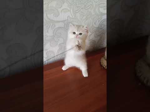 😹Cats Doing Cat Things😹 (10)