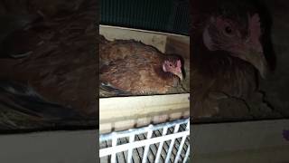 chicken sitting on eggs #chicks #chicken #mother