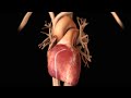 Understanding Arrhythmias and Heart Health