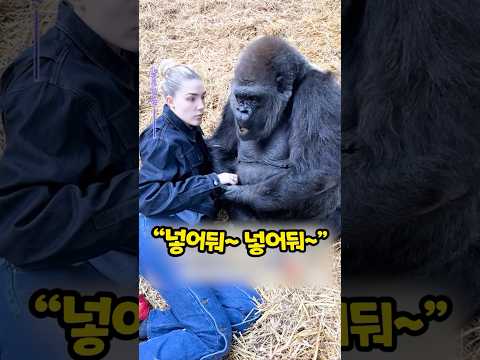 고릴라랑 친해지는 꿀팁
