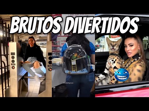 Brutos Divertidos