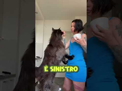 ATENÇÃO! UM GATO DE 3 OLHOS FOI ENCONTRADO! 🐱😱 #shorts #youtubeshorts #youtube