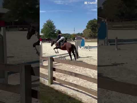 He was such a good man today #horse #equestrianjourney #showjumping