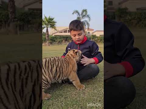 Brown Tiger want to fight with me | Azan Butt Tiger |