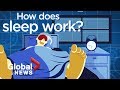Understanding Sleep and Its Mechanisms
